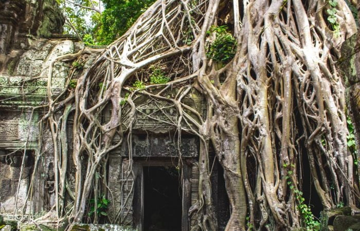 Cambodia tree