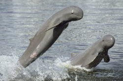 Rare Irrawaddy dolphins in Kratie