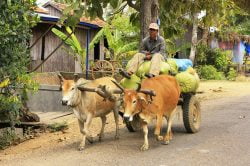 Local farmer in Kratie - Cambodia itinerary in 17 days