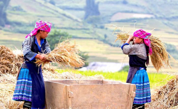 Deux vietnamiennes ramassant le riz à Mu Cang Chai