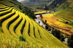 Trek among terraced rice fields in Sapa