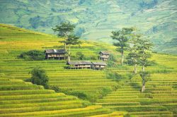 Trek among terraced rice fields in Sapa