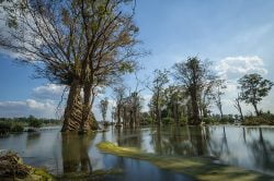 Stung Treng Cambodia floating trees