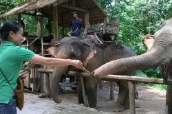 Feed elephants at Tiger Trail Elephant Camp & Adventure Camp (Luang Prabang)- Laos in-depth tour