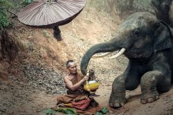 Monks and elephants in Chiang Mai