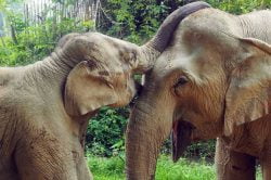 Visit Elephant Conservation Center (Luang Prabang) during Laos family adventure with Hanoi Voyages