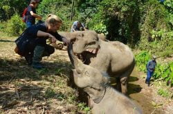 Feed elephants at Elephant Conservation Center (Luang Prabang) during Laos family adventure with Hanoi Voyages