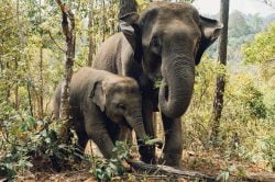Visit Elephant Conservation Center (Luang Prabang) during Laos family adventure with Hanoi Voyages