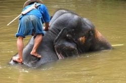 Elephant and local in Chiang Rai Thailand