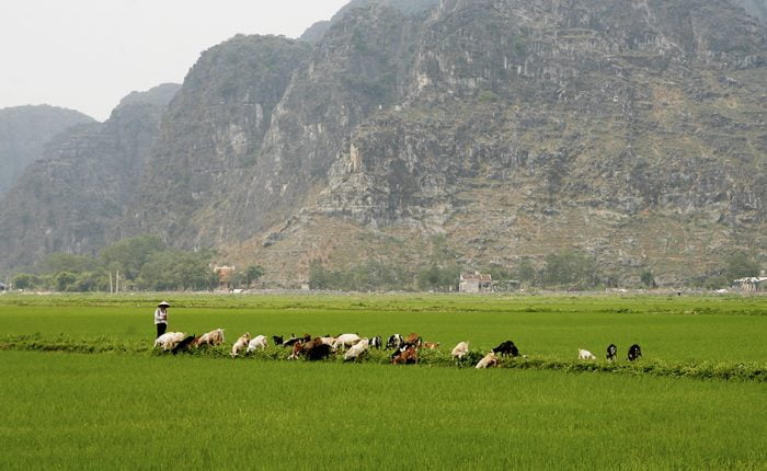 Experience Authenticity: A farmer in the middle of the rice fields in Ninh Binh.