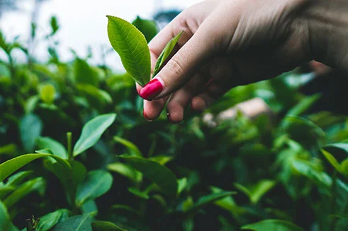 Handpicking tea in Vietnam