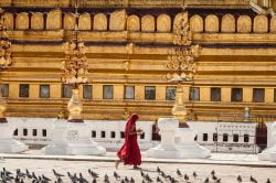 Burmese monk walking through pigeons