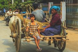Burmese people riding on ox