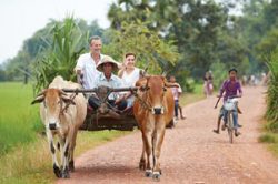 Riding oxes at Kampong Tralach