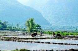 Rice Farming in Mai Hich - Vietnam Nature Tour with Hanoi Voyages