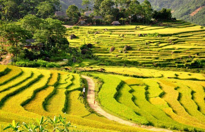 Rice terraces in Pu Luong - Vietnam Nature Tour with Hanoi Voyages