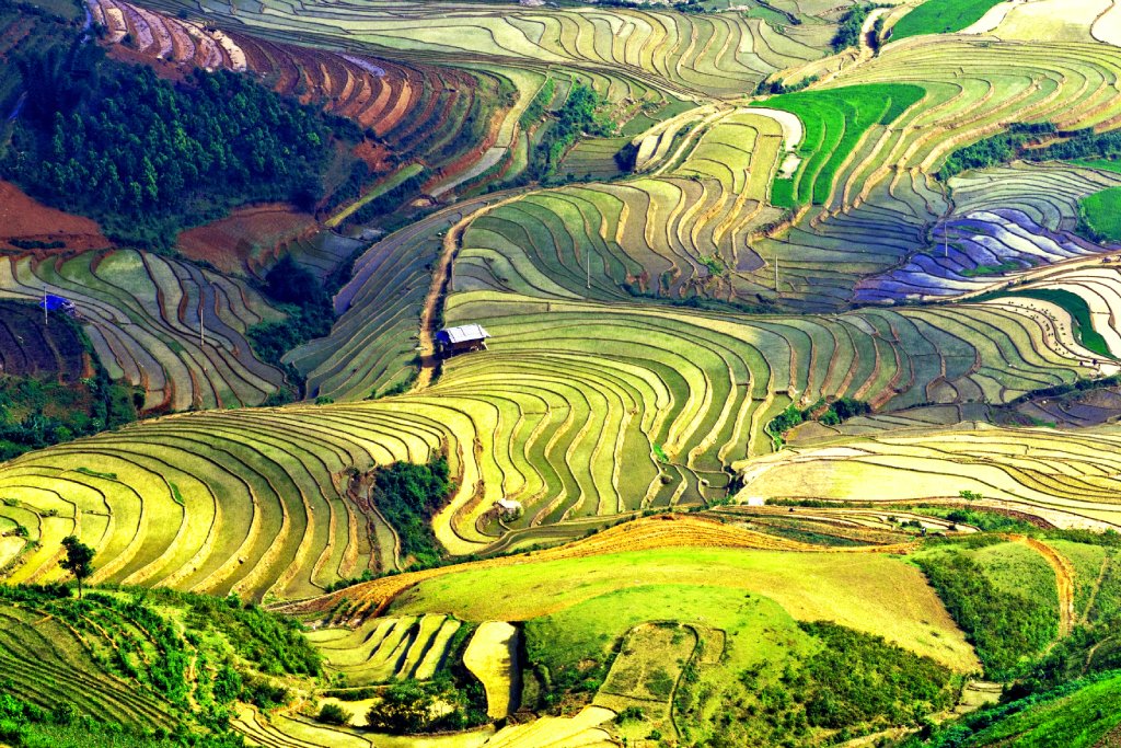 terraced rice fields in Mu Cang Chai