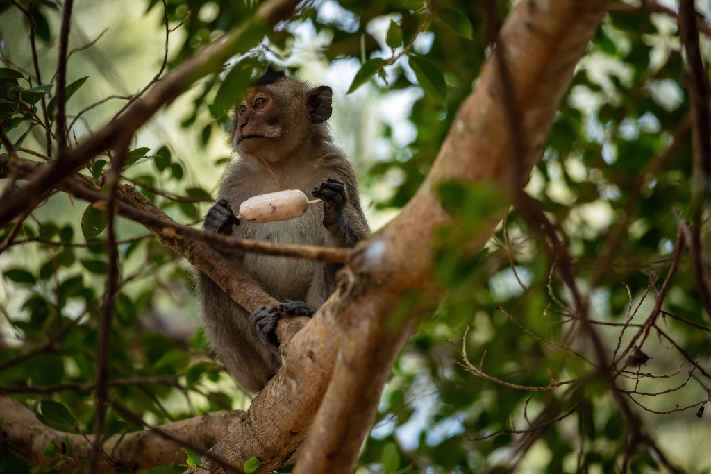 Macaque of Con Dao National Park